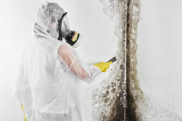 Best Attic Mold Remediation in Clark Mills, NY