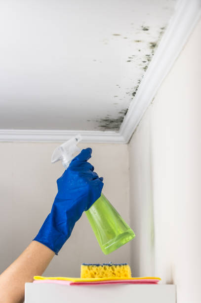 Professional Mold Remediation in Clark Mills, NY